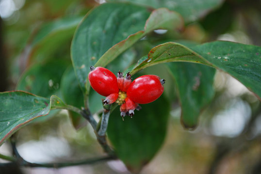 red holly bush berry
