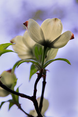 White Dogwood on blue sky 