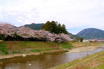 Fototapeta na wymiar 春　桜　川　山　風景　杤木