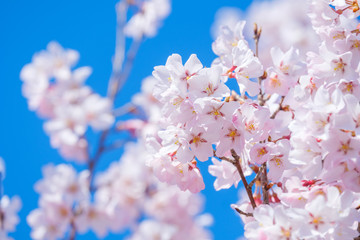 桜・満開