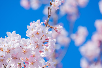 桜・満開