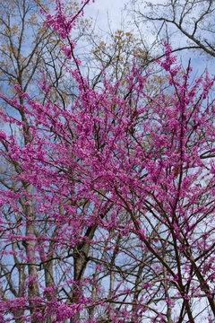 Tree Top Of Red Bud Tree