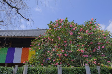 散り椿の名所 京都 地蔵院椿寺