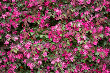 A loropedalum in bloom in early spring.