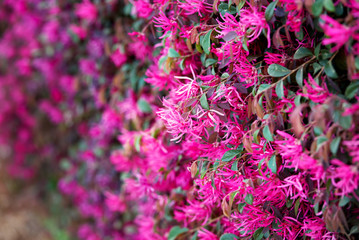 A loropedalum in bloom in early spring.