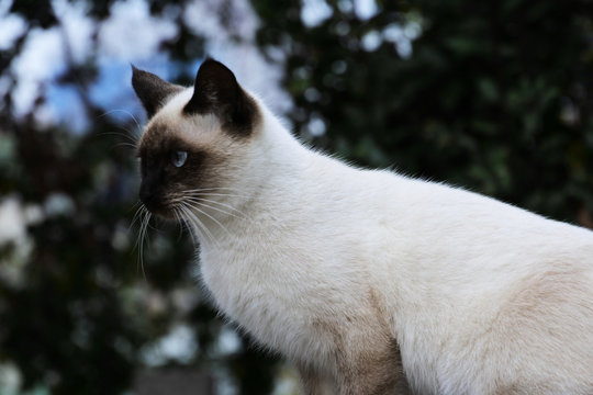 バーマンとトンキニーズの雑種猫　横顔