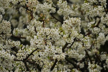 Cherry Blossom  Blooming/ spring wallpaper, selective focus