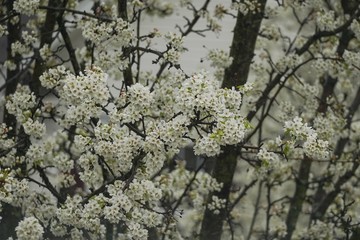Cherry Blossom  Blooming/ spring wallpaper, selective focus