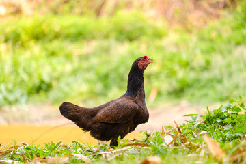 Hen standing and blurred background with copy space