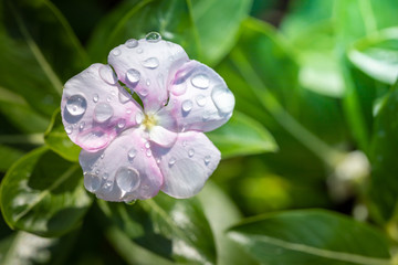 The background image of the colorful flowers