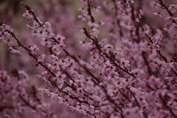 Cherry Blossom  Blooming/ spring wallpaper, selective focus