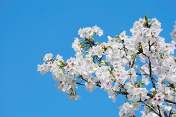 真っ白に咲いた満開の大島桜と快晴の空