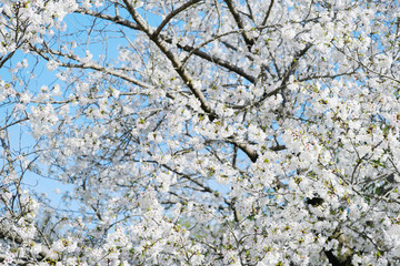 満開に咲き誇る大島桜