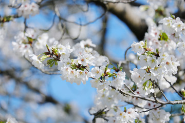 大島桜の美しいクローズアップ