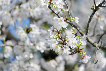 大島桜の美しい花と枝