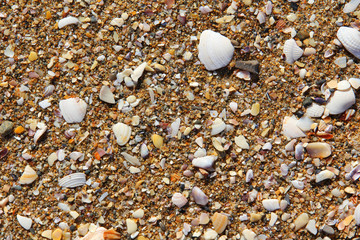 Shells
