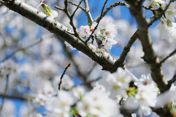 綺麗に咲いた大島桜の枝