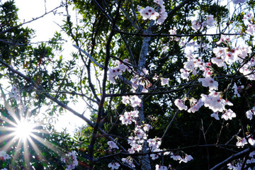太陽の光に照らされる美しいソメイヨシノ