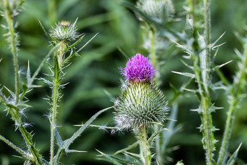 thistle on green background
