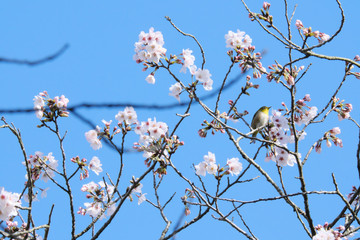 ソメイヨシノの蜜を吸うメジロ