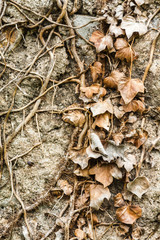 Brown leaves on vines attached to an old stone wall