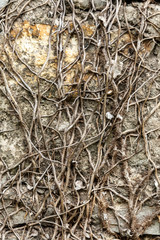  Bare vines on old stone wall