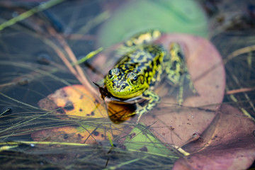 frog in pond