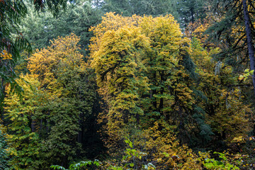 Fototapeta na wymiar Fall foliage at Silver Falls State Park, featuring yellow leaves