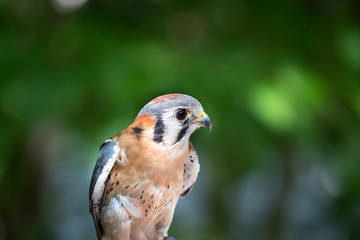 bird of prey