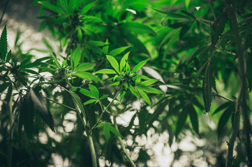 Growing cannabis indoors, hemp cultivation technique. Growing pot in groutent. Vegetative stage of marijuana growth. Medical marijuana. Background of cannabis leaves. A large amount of marijuana.