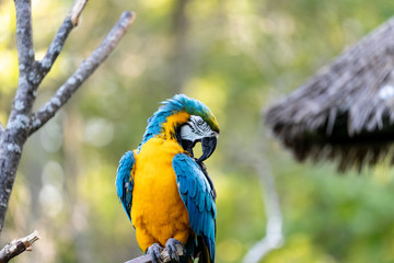 macaws
