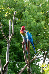 macaws
