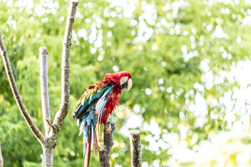 macaws