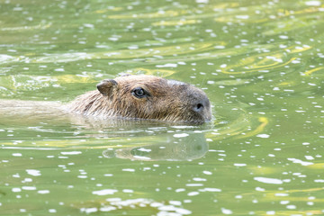 otter