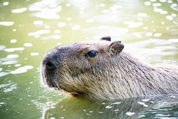 otter