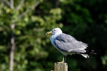sea gull