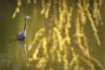Great Blue Heron Pond. A Great Blue Heron reflected in a pond. Richmond, British Columbia, Canada.