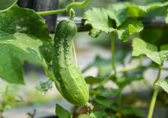 Cucumber plant in the garden wait harvest - Fresh organic cucumber growing and hanging in the vine tree at farm