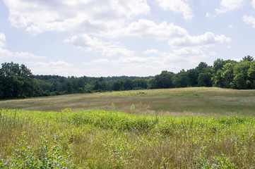 Meadow in Charles RIver Peninsula