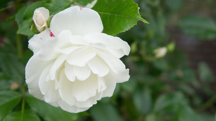 Blooming white flower