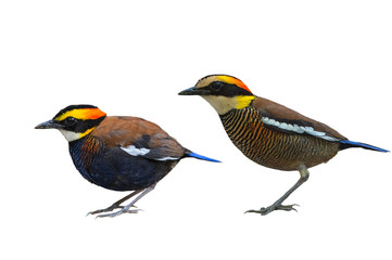 Malayan Banded Pitta isolated on white background Male and female birds