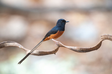 White-rumped shama, A long-tailed bird with beautiful melodies