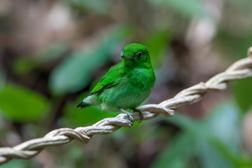 Beautiful bird green broadbill perching on a branch (Female)