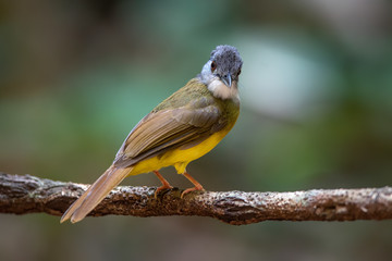 Yellow-bellied Bulbul, The bird that sings melodiously