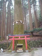 百年杉と鳥居