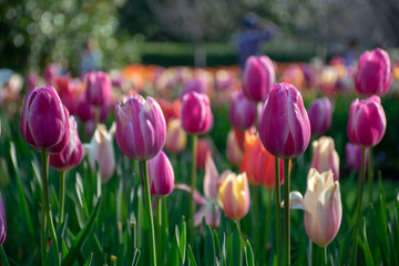 Tulips