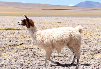 Llama in Laguna Salar de Aguas Calientes, San Pedro de Atacama, Chile