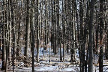 A winter Ontario, Canada forest with ice along the ground through the trees.