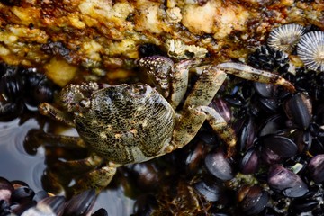 Crab in ocean pools Newcastle Australia