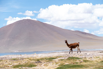 Llama in Laguna Salar de Aguas Calientes, San Pedro de Atacama, Chile